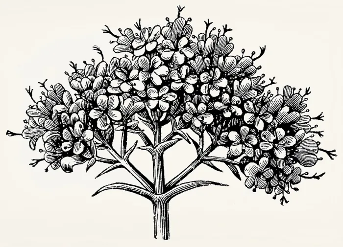 Framed Print : A panicle of Valeriana is a branched