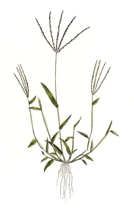Framed Print : Panicum sanguinale, hairy crabgrass (Digitaria sanguinalis)