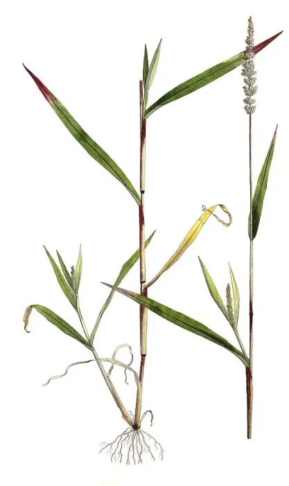 Framed Print : Panicum verticillatum, whorled bristle millet (Setaria) Framed Print : Panicum verticillatum, whorled bristle millet (Setaria)