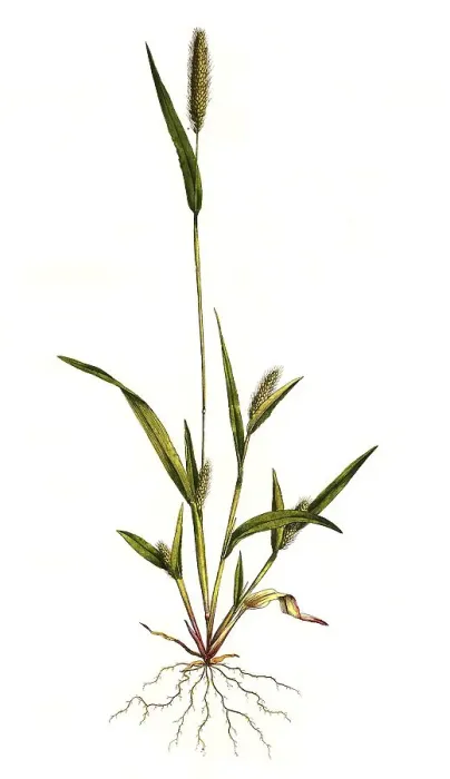 Framed Print : Panicum viride, green bristle millet (Setaria)