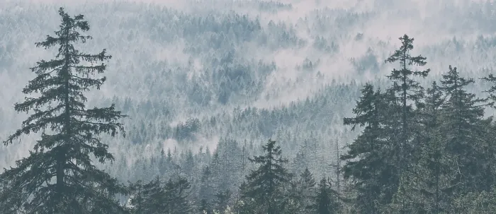 Framed Print : Panorama, clouds of fog drift through endless spruce forest Framed Print : Panorama, clouds of fog drift through endless spruce forest