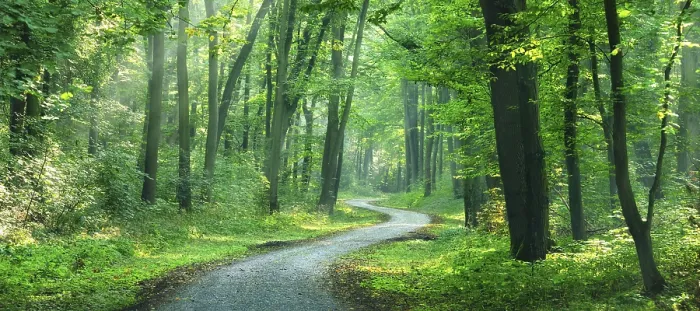 Framed Print : Panorama, hiking trail winds through light-flooded forest