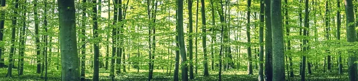 Framed Print : Panorama landscape of a beech forest in the spring Framed Print : Panorama landscape of a beech forest in the spring