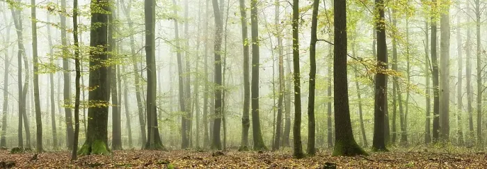 Framed Print : Panorama, mixed deciduous forest in autumn with fog Framed Print : Panorama, mixed deciduous forest in autumn with fog