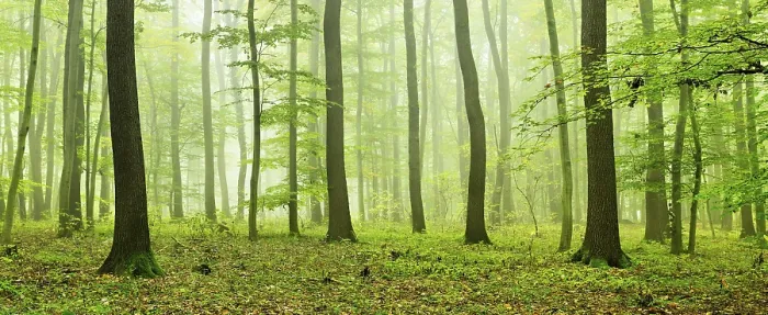 Framed Print : Panorama, near-natural mixed forest