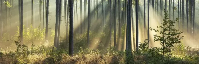 Framed Print : Panorama, Pine forest in the light of the morning sun Framed Print : Panorama, Pine forest in the light of the morning sun