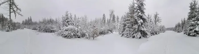Framed Print : Panorama of a snow-covered winter forest with thick trees and a quiet atmosphere