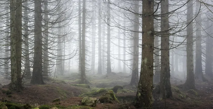 Framed Print : Panorama, spruce forest, thick fog
