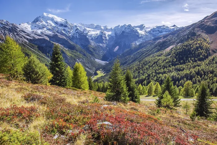 Framed Print : Panorama of the valley with Ortler 3905m and Trafoier ice wall 3565m in early autumn Framed Print : Panorama of the valley with Ortler 3905m and Trafoier ice wall 3565m in early autumn