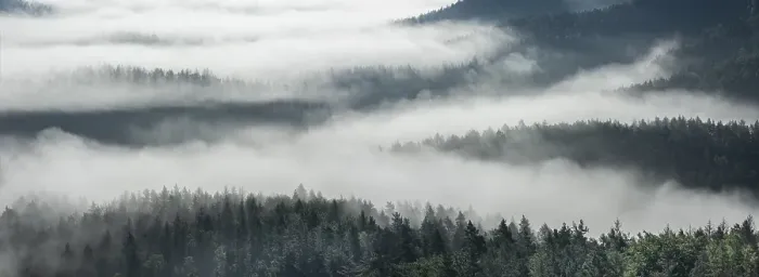 Framed Print : Panorama, view of misty forest Framed Print : Panorama, view of misty forest