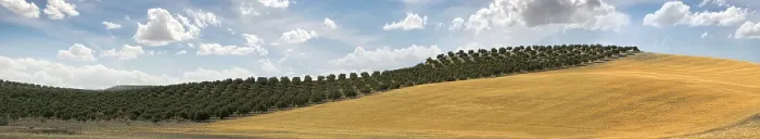 Framed Print : Panoramic image of olive plantation and cloudy sky Framed Print : Panoramic image of olive plantation and cloudy sky