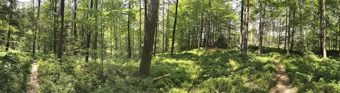 Framed Print : Panoramic picture of a lush green forest with winding paths Framed Print : Panoramic picture of a lush green forest with winding paths