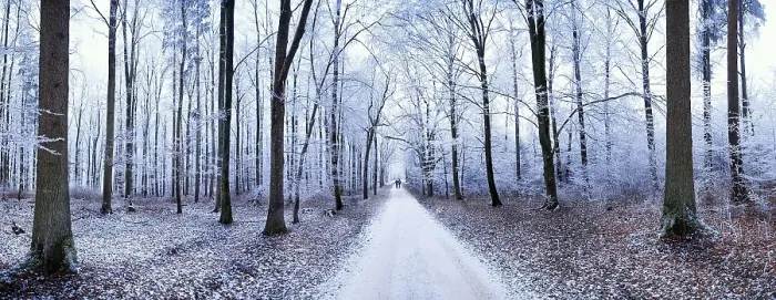 Framed Print : Panoramic view of a path leading through a forest covered in ice