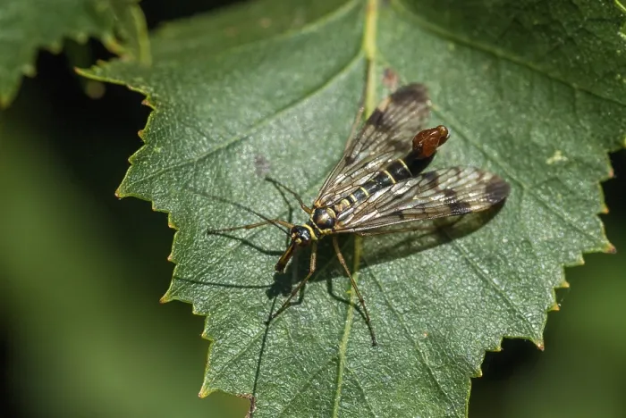Framed Print : Panorpa spec. beaked flies, scorpionfly spec Framed Print : Panorpa spec. beaked flies, scorpionfly spec