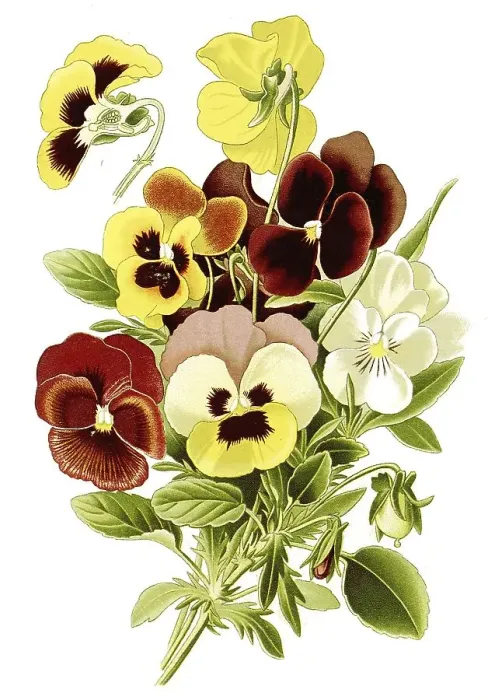 Framed Print : Pansy, heartsease (Viola tricolor) Framed Print : Pansy, heartsease (Viola tricolor)