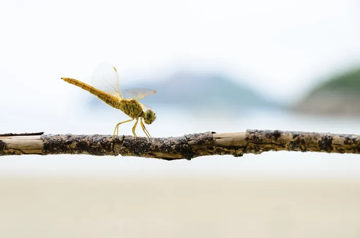 Framed Print : Pantala Flavescens, Globe Skimmer or Wandering Glider