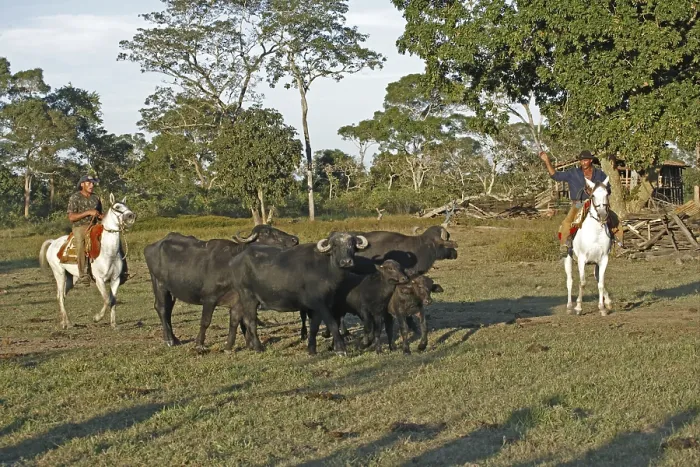 Framed Print : Pantanal cowboys, riding Pantaneiro horses