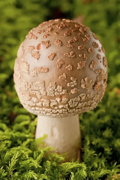 Framed Print : Panther cap mushroom (Amanita pantherina)
