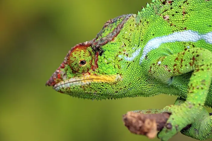 Framed Print : Panther Chameleon (Furcifer pardalis)
