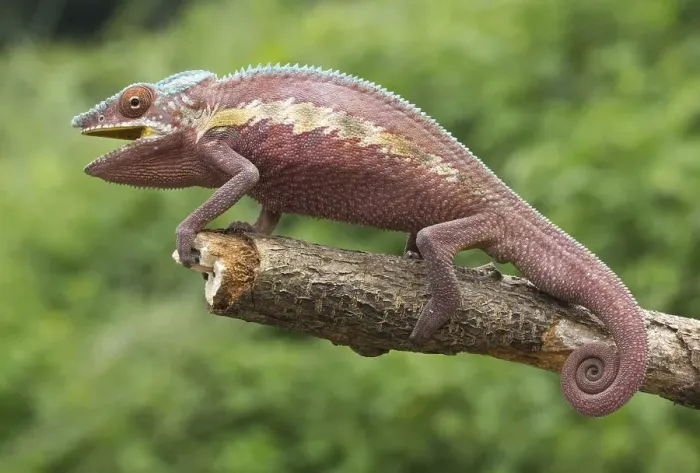 Framed Print : Panther chameleon (Furcifer pardalis)