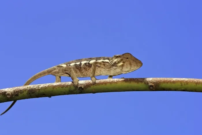 Framed Print : Panther Chameleon (Furcifer pardalis)