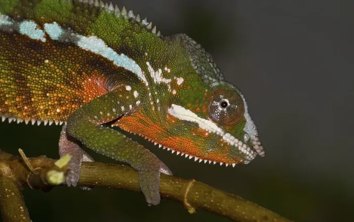 Framed Print : Panther chameleon (Furcifer pardalis) Framed Print : Panther chameleon (Furcifer pardalis)