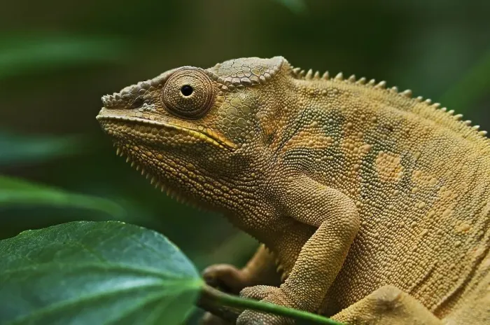 Framed Print : Panther chameleon (Furcifer pardalis)