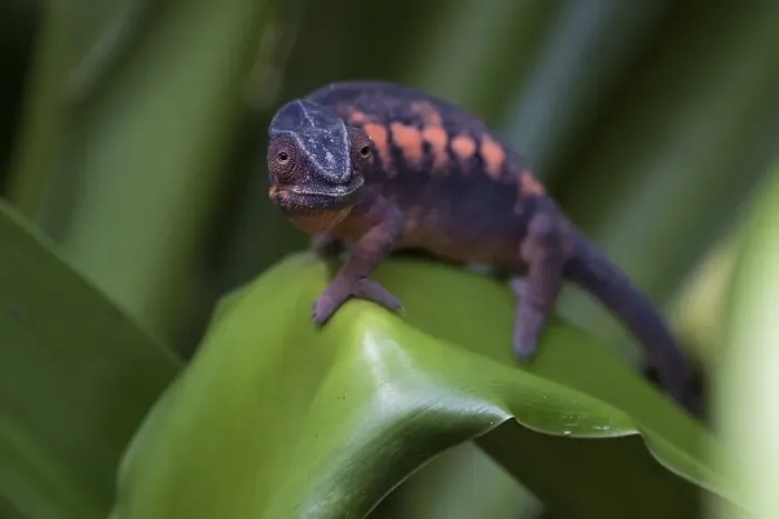 Framed Print : Panther Chameleon (Furcifer pardalis)