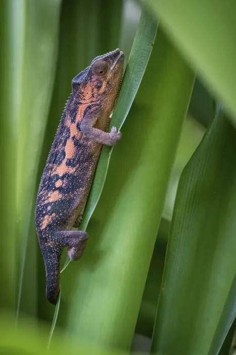 Framed Print : Panther Chameleon (Furcifer pardalis)