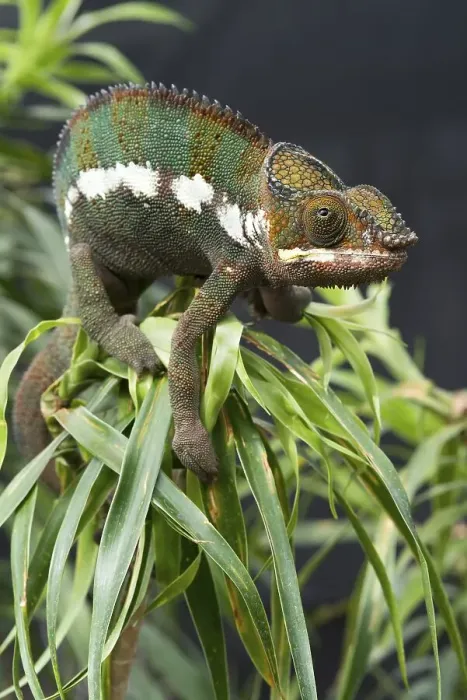 Framed Print : Panther Chameleon (Furcifer pardalis)