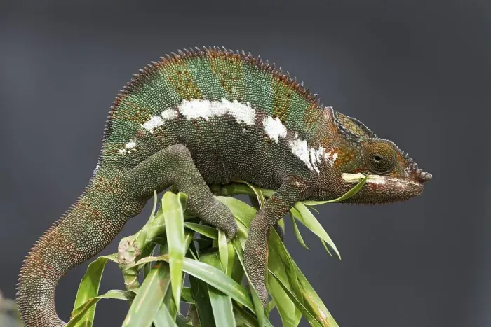 Framed Print : Panther Chameleon (Furcifer pardalis)