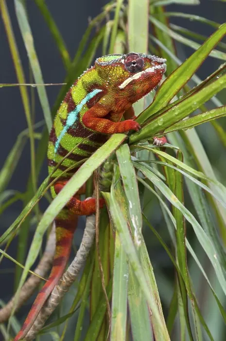 Framed Print : Panther Chameleon (Furcifer pardalis)