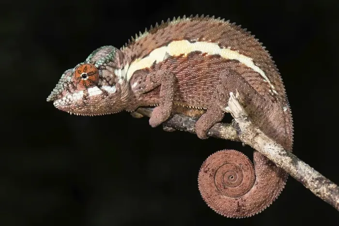 Framed Print : Panther chameleon (Furcifer Pardalis)