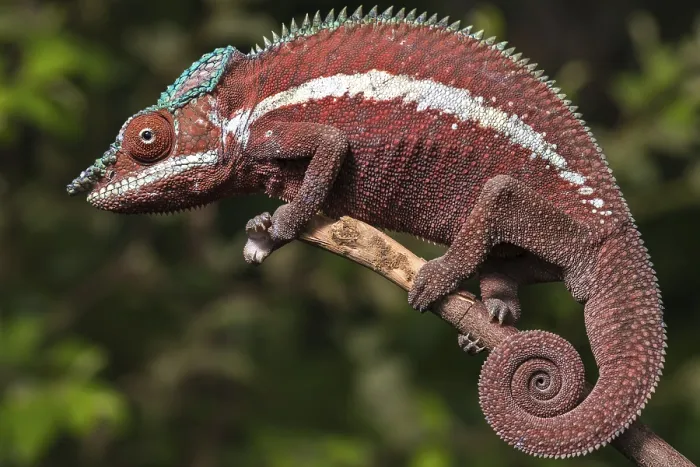 Framed Print : Panther chameleon (Furcifer pardalis)