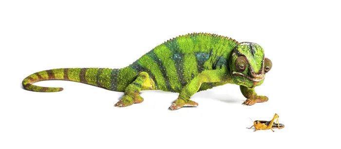 Framed Print : Panther chameleon, Furcifer pardalis Framed Print : Panther chameleon, Furcifer pardalis