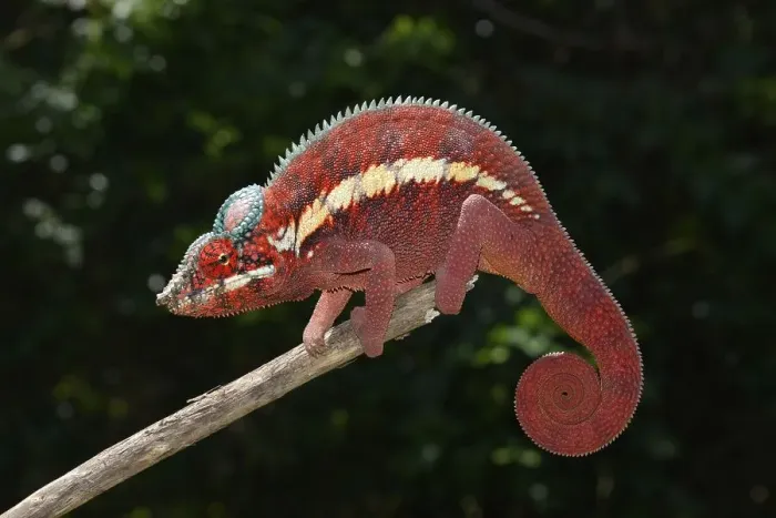 Framed Print : Panther Chameleon (Furcifer pardalis) in the lowland forests of Ankaramybe