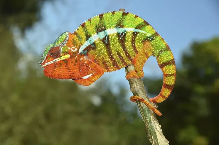 Framed Print : Panther chameleon (Furcifer pardalis) in the northwest of Madagascar Framed Print : Panther chameleon (Furcifer pardalis) in the northwest of Madagascar