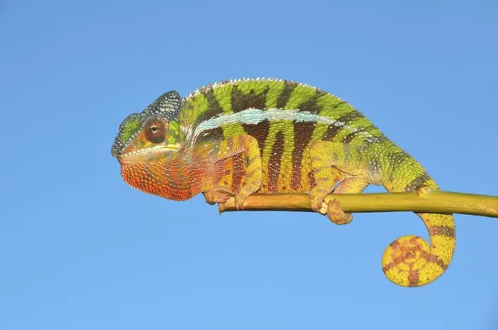 Framed Print : Panther chameleon (Furcifer pardalis) in the northwest of Madagascar Framed Print : Panther chameleon (Furcifer pardalis) in the northwest of Madagascar