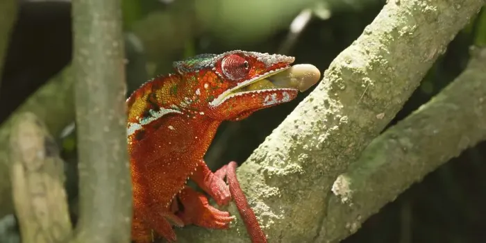 Framed Print : Panther Chameleon (Furcifer pardalis) preparing to catch an insect