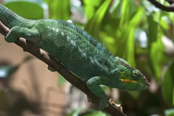 Framed Print : Panther Chameleon (Furcifer pardalis) in a terrarium Framed Print : Panther Chameleon (Furcifer pardalis) in a terrarium