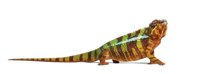 Framed Print : Panther chameleon, Furcifer pardalis against white background Framed Print : Panther chameleon, Furcifer pardalis against white background