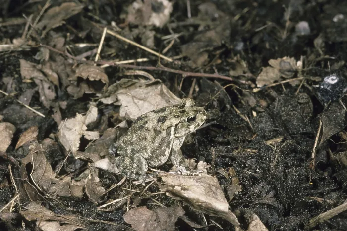 Framed Print : Panther Toad (Bufo regularis) on moist ground and dead leaves