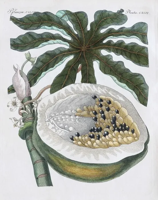 Framed Print : Papaya of papaya tree (Carica papaya)