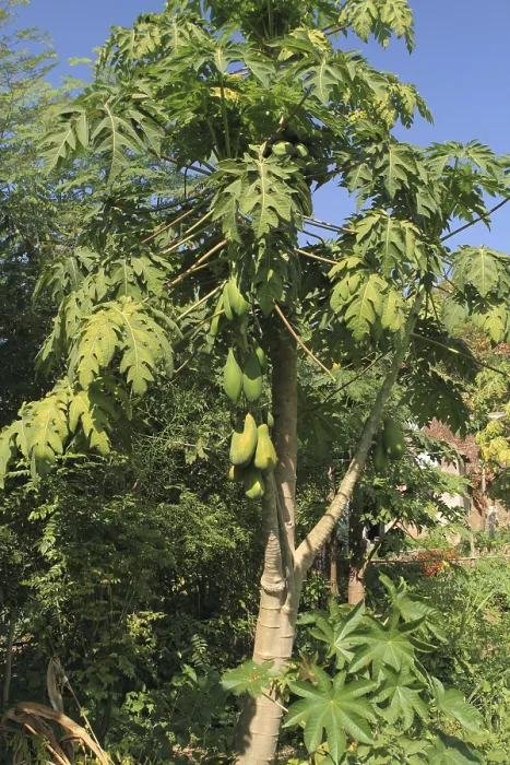 Framed Print : Papaya tree Grown with organic farming at nemawar Madhya Pradesh India