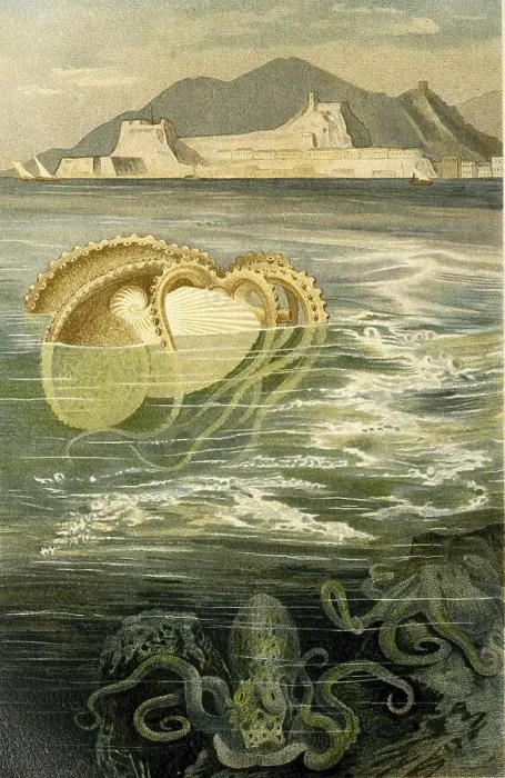 Framed Print : Paper nautilus, argonauts (Argonauta) or Argonauts are a genus of cephalopods (Cephalopoda) in the octopus family