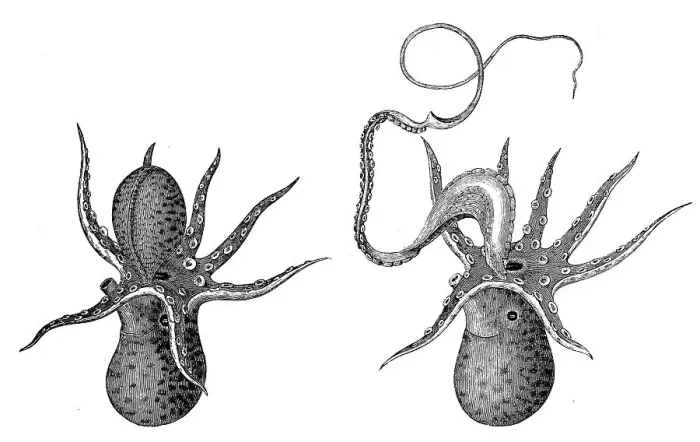 Framed Print : Paper nautilus, argonauts (Argonauta) or Argonauts are a genus of cephalopods (Cephalopoda) in the octopus family