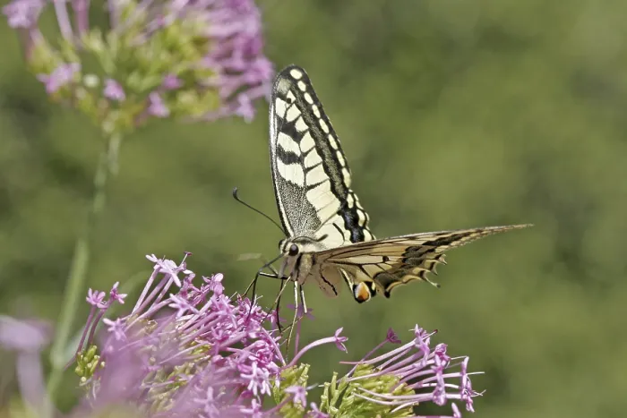 Framed Print : Papilio machaon, swallowtail Framed Print : Papilio machaon, swallowtail