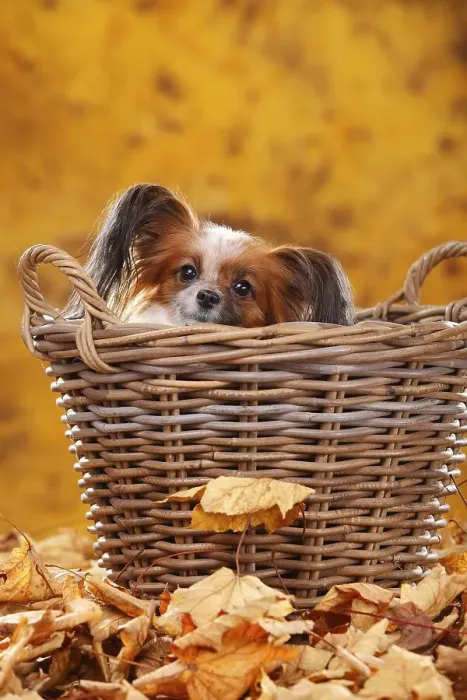 Framed Print : Papillon, butterfly dog, continental dwarf spaniel looks out of basket in autumn leaves Framed Print : Papillon, butterfly dog, continental dwarf spaniel looks out of basket in autumn leaves