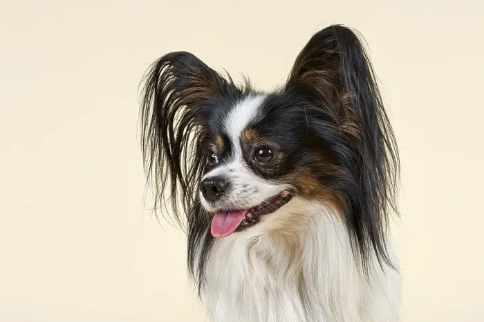 Framed Print : Papillon dog, 4 years, tricolor Framed Print : Papillon dog, 4 years, tricolor