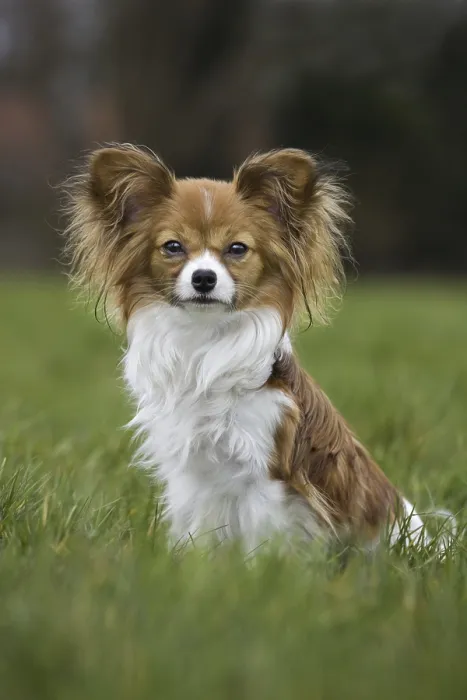 Framed Print : Papillon dog (Canis lupus familiaris) sitting on lawn in garden